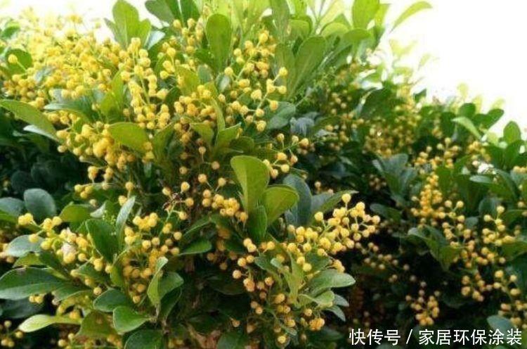 家养几种植物，阳台开出花海，满屋飘香