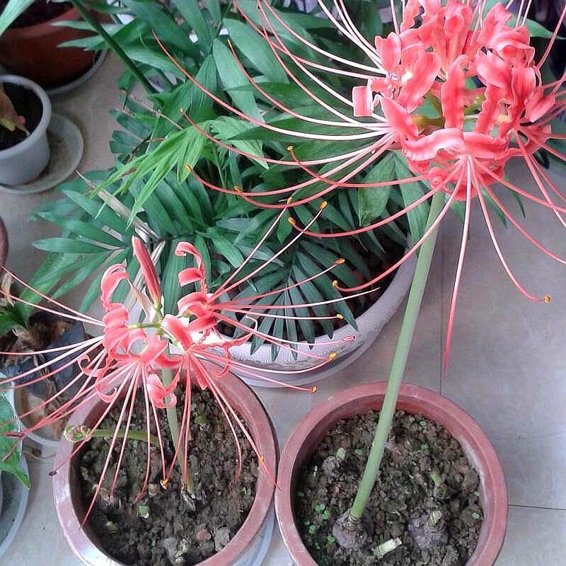 3种花是“阴生花”,不怕没有“光”,家里越“暗”长得好