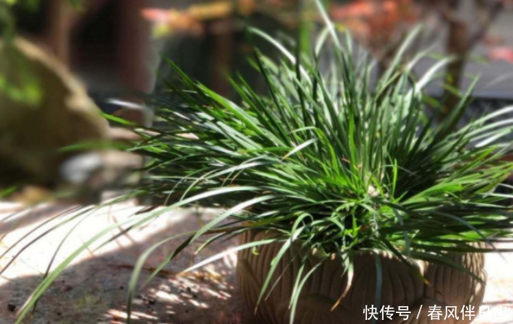 怎么让养花更富有趣味?多收集松果,学着这般处理