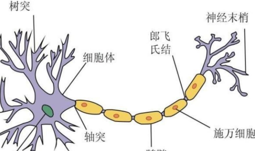 家长|哈佛研究表明：孩子的大脑发育高峰期一生只有3次，家长请抓住