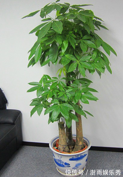 13种“阴冷花”,客厅没光照,长得更旺,越晒越难看