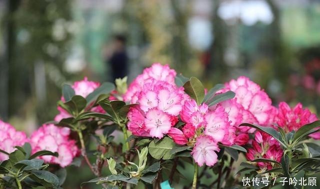 卖花人的5个“谎言”,你信了吗反正我不信!