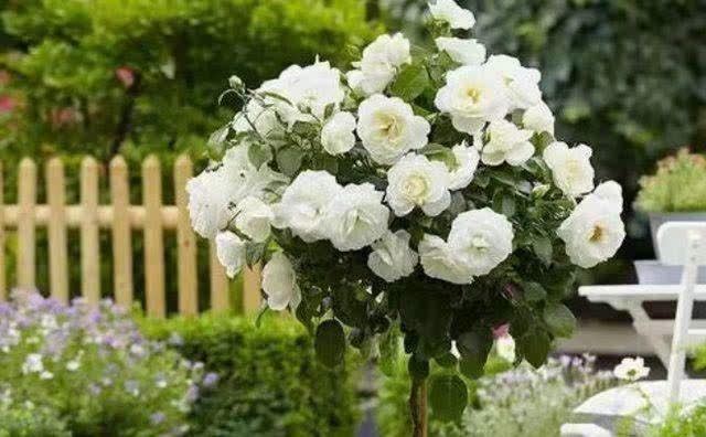 不论有没有院子,我都建议花迷们养一棵,藏不住的高雅气质