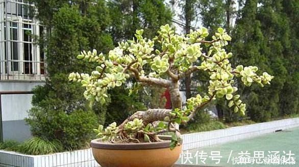 大神养金枝玉叶，每月喂上“1碗汤”，枝粗叶绿，2年成高价老桩