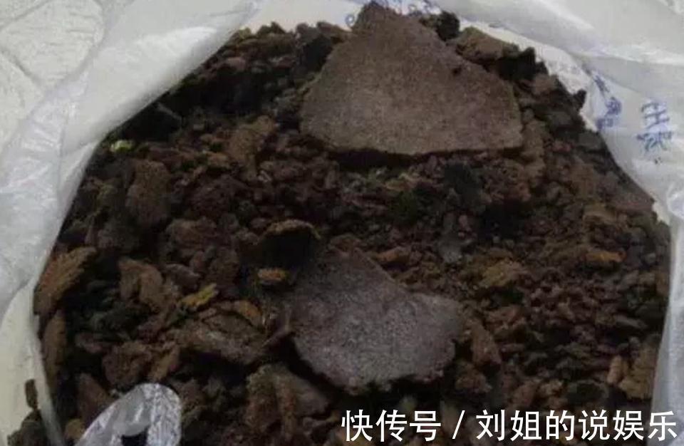 养君子兰,盆里放一块“它”,什么肥不用施,长得油绿、花多