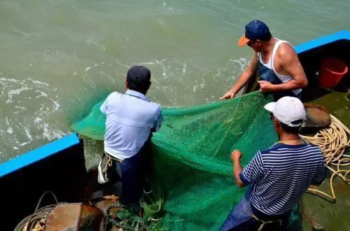 崇明有句俚语叫拔黄花郎,究竟是什么东西?