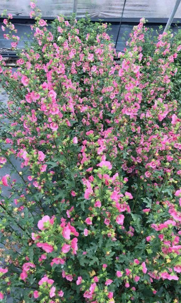 惊人|3种花开花太惊人,一次200朵,懂花的人都喜欢