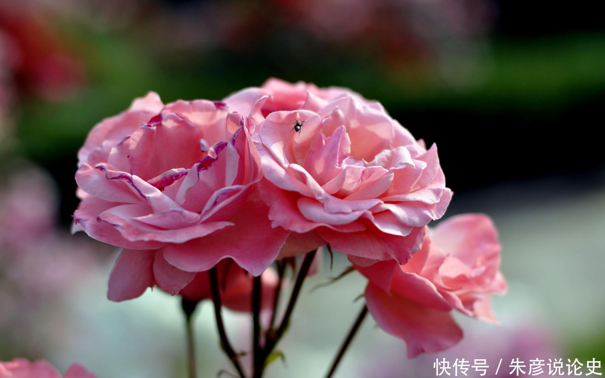 刚买回家的花,不到2周就枯萎了,什么原因造成的?