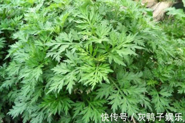 艾叶|艾叶煮水功效多,每天来一杯,身体会得到喜人的改变,值得一试!