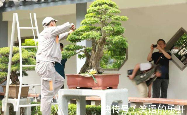 5个养花的基础技能,只有熟练的掌握和灵活的运用,才能养出好花