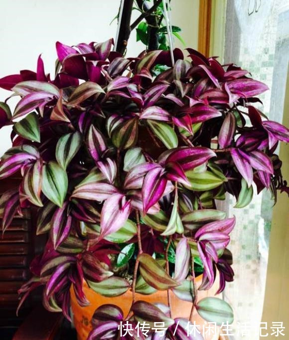 最好养的“草”,比“绿萝”长得快,房间再小也要养盆它,特漂亮!