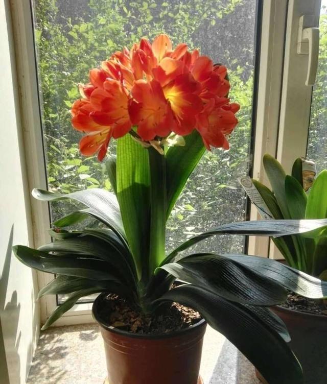 “年味十足”的11种花,颜值高寓意好,想买要趁早,晚了会涨价