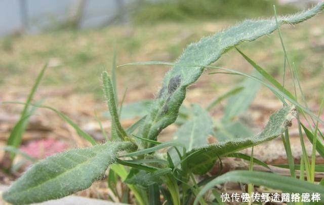 農(nóng)村的這個“酸不溜”野菜,想想都要流酸水,再酸,春季也要吃