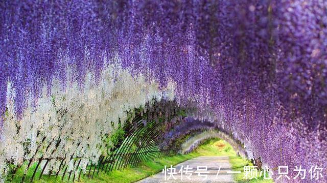 农历九月二十三霜降后,养什么花?以下3种花,爱情永固万事如意