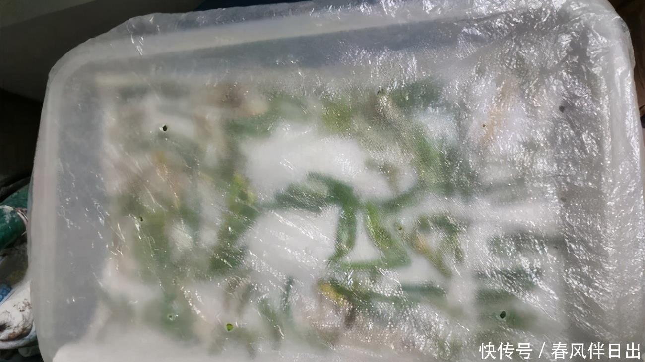 塑料袋作为生活垃圾,养花却堪称“全能”,用法多样