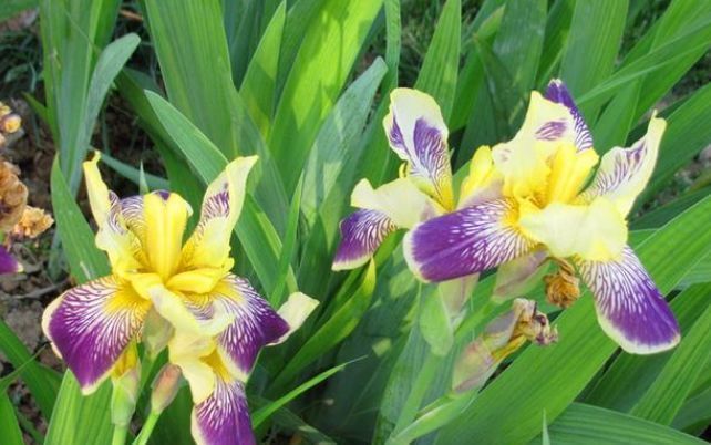 芙蓉葵|世上公认最美的4种花,开起花来“拦”不住,美不胜收,你养了吗