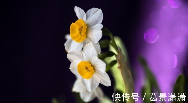 百合花|养这7种花,预算够就买好的,预算不够干脆别买