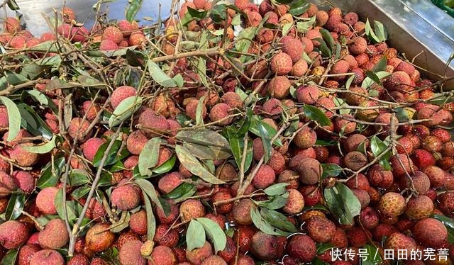 消暑|夏天,这些碱性水果要常吃,再贵也要舍得吃,营养好吃又消暑!