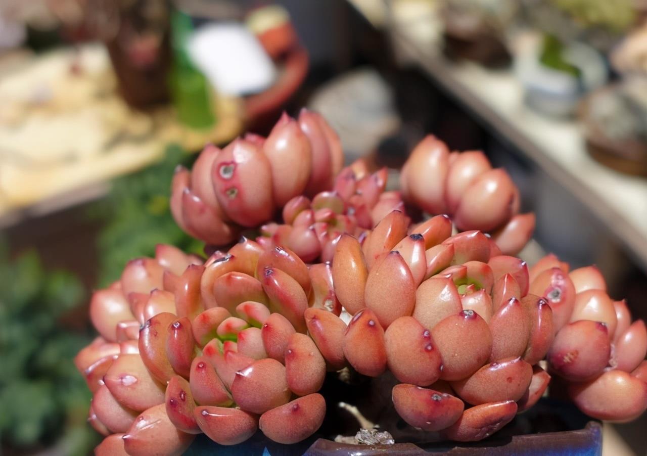 浇水|夏天养多肉，防晒并不是最重要的，做好这4件事就能少收空盆