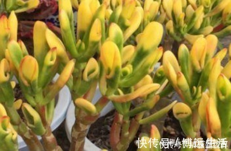 自带“财气”的3种花，家里一定要养，添福添吉日子越过越红火