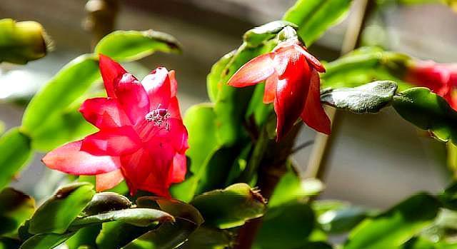 养好蟹爪兰,“1点”很关键,“浇水”不发愁,叶片肥厚开满花