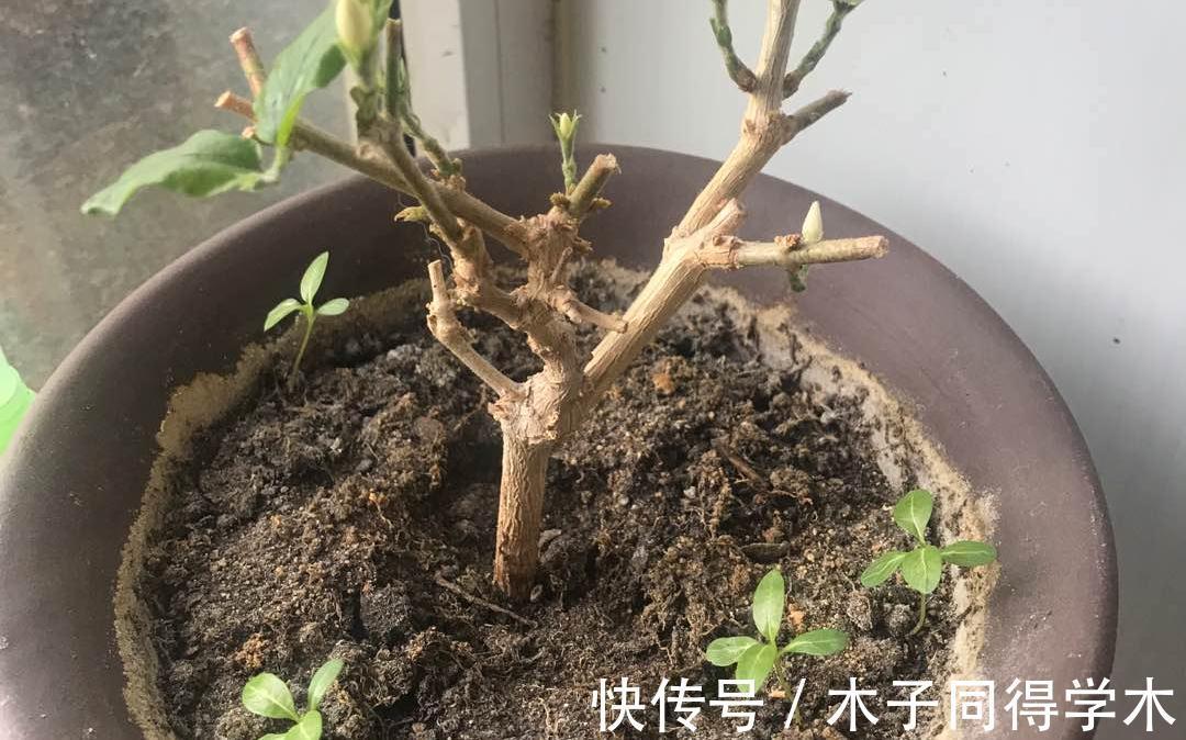 发黄|茉莉花的叶片发黄,给花盆里埋铁钉子,你交了多少“智商税”?