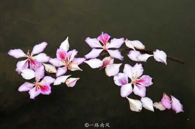 赏花不一定要去武汉婺源，广州海珠湿地紫荆花带浪漫梦幻，太美了