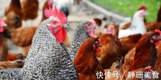 卵子|母鸡不需要公鸡帮忙，却能天天下蛋，这到底是为什么？