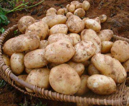 养花高手浇花时，总是在水里加一点“体液”，难怪养一盆旺一盆！