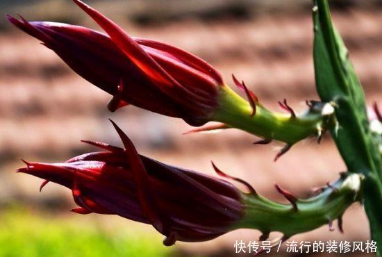 养花|养花这样施肥,事半功倍,啥花都长的倍棒!