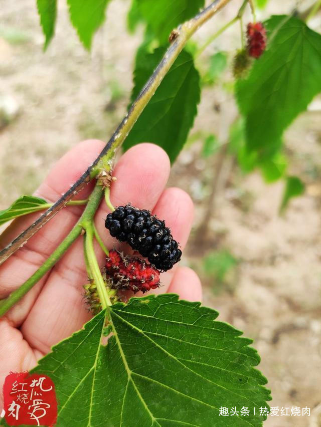  试试|桑葚好吃就是不耐存放，试试这么做更甜更好吃，放很久都不会坏