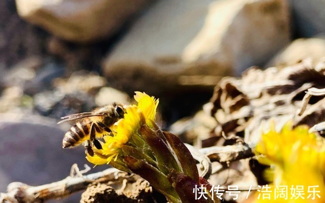 紫菀|有一味中药是咳痰良药，润肺降逆，咳嗽新久、寒热、虚实均可用