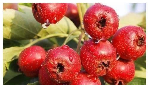 小腹|山楂和此物一起泡,加速代谢,小腹平了,皮肤白了,体重轻松降!