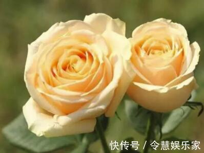 玫瑰花，最美的“4种”，随便养一盆，比香水好闻，比牡丹更好看