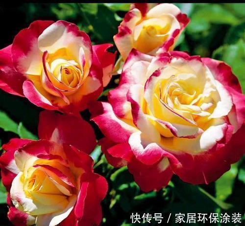 夏天|夏天养月季,4个误区及时了解,以免花花黄叶掉花苞