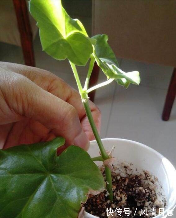 秋冬季节扦插这几种花卉,比绿萝好养十倍,错过了还要等一年!