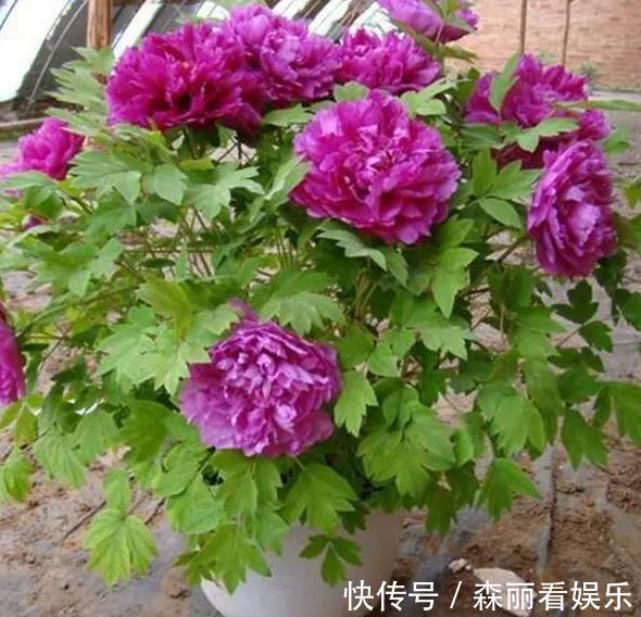 花盆|想要在家栽种牡丹花,请牢记3点,花期一到阳台、庭院成花海