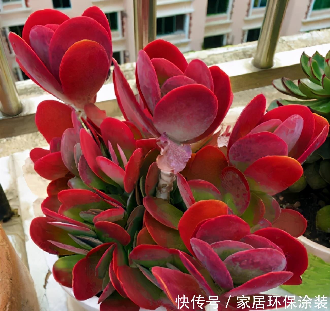 妙招|多肉唐印的变红小妙招,颜色鲜艳的秘密,分享给你