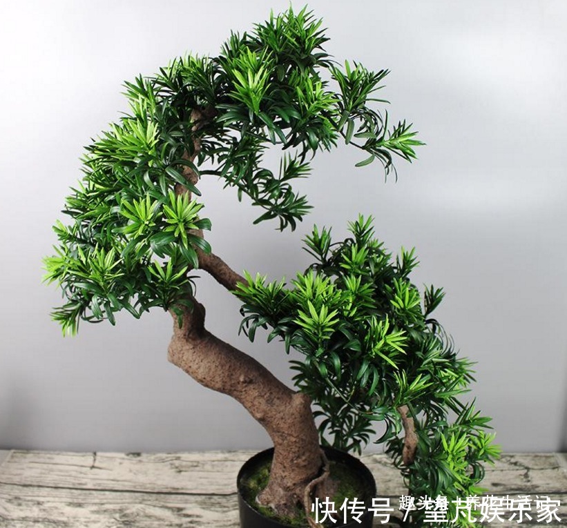 想让罗汉松长得旺,调配土壤有技巧,做好后枝壮叶多,茂盛翠绿!