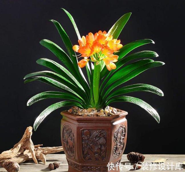 把花种花盆里就像人穿鞋,适当“垫一垫”,才能透气不“捂根”