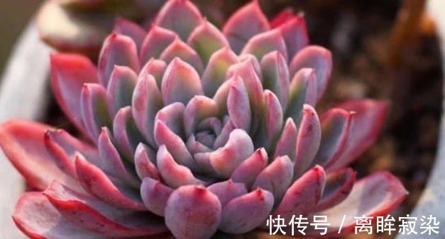 紫米粒|农历8月初6后,养什么多肉?以下3种多肉,紫气东来万事顺利