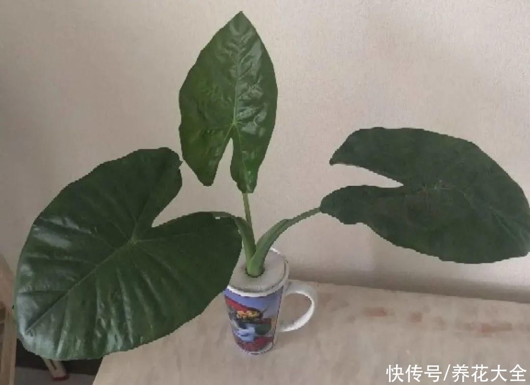 半死不活的花，扔水里，突然长疯了