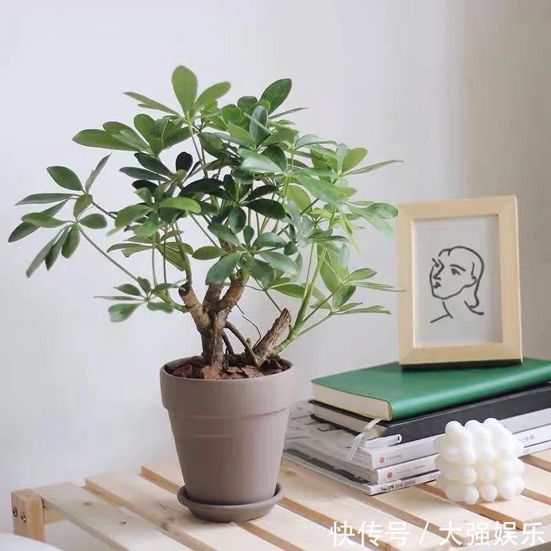 鸭掌木冬天有“五怕”,避开了才能枝繁叶茂,越养越旺