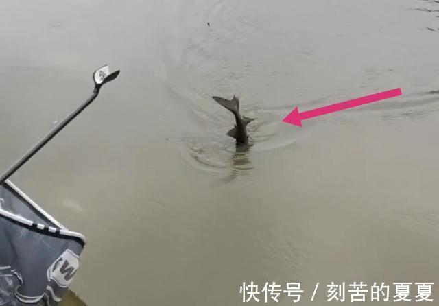六安钓鱼人钓起“长嘴鱼”以为是保护鱼类给放了,后来才知亏大了