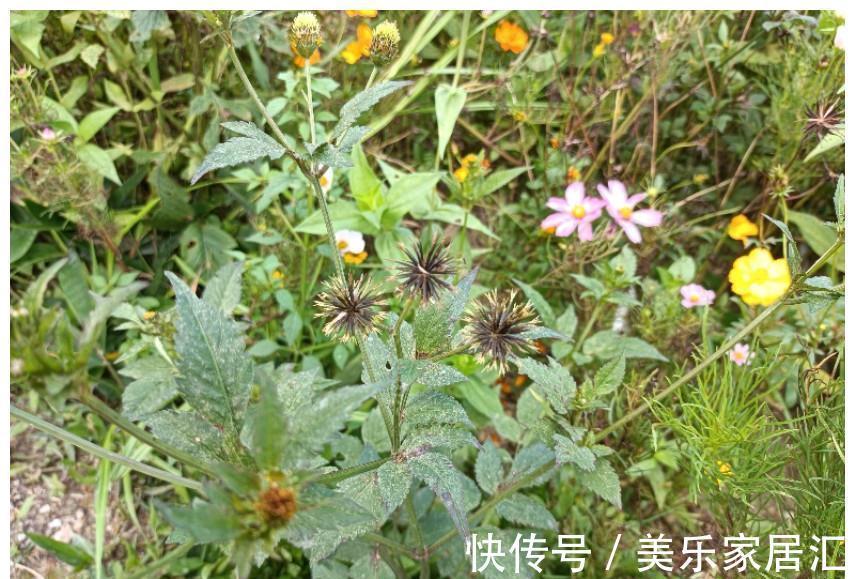 农村|鬼针草:在农村没人当回事,在中药中却大有价值,清热解毒效果好