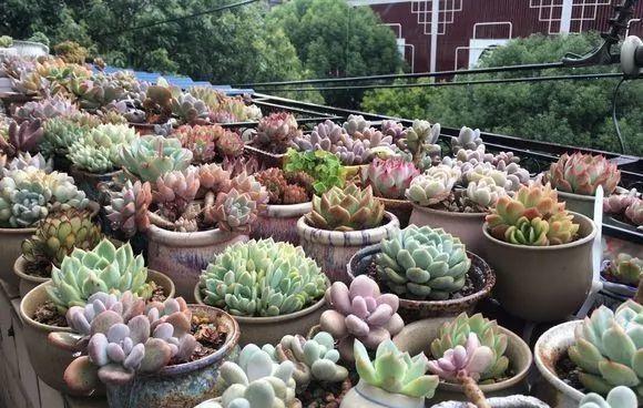 浇花水摻点它，比营养液、淘米水还肥，家里花草长得叶绿、花多