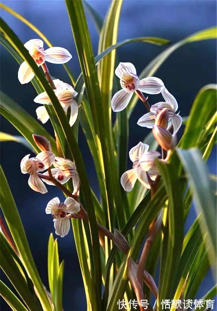 一窝兰花怎么分,既能分成单株,又能株株成活?不难,看秘笈!