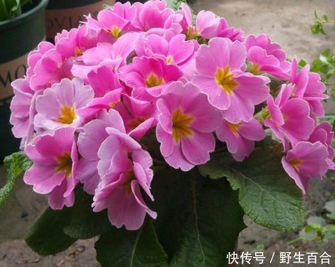 几种漂亮花,好打理,有阳光就爆盆,给点水就疯长