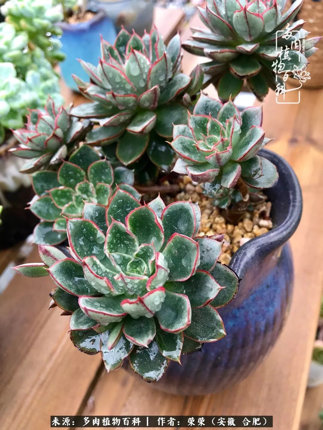 金秋时节,变化带来的惊喜不正是养肉的乐趣所在么!