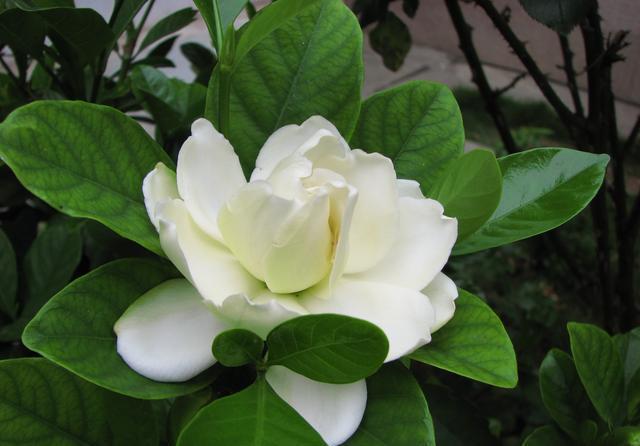 一木|栀子花怎么养？园艺师告诉你，这可能是关于栀子花，最全面的攻略